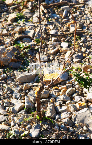 Domaine de Mas de Martin, St Bauzille de Montmel. Gres de Montpellier. Languedoc. Vines trained in Gobelet pruning. Young vines. Terroir soil. In the vineyard. France. Europe. Soil with stones rocks. Calcareous limestone. Stock Photo