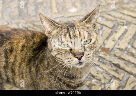 A tabby cat walking on a tiled pavement in Edam, North Holland, looking towards the camera. Stock Photo