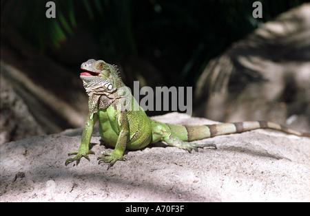 Funny green iguana basking in hot sun on, Aruba Stock Photo