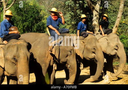 Thailand Elephants trainings Camp Elephant Thai Stock Photo