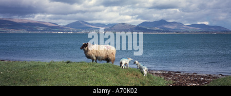 SHEEP WITH LAMBS ENTRANCE TO CARLINGFORD LOUGH MOURNE MOUNTAINS NORTHERN IRELAND UK Stock Photo