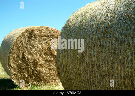 Round straw balls on field Stock Photo