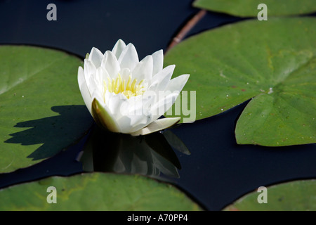 York, GBR, 17. August 2005 - White sea-rose in the Walled Garden of Castle Howard nearby York. Stock Photo