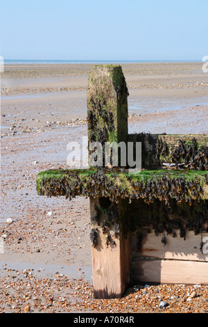 Bladderwrack Seaweed (Fucus vesiculosus) covered groyne at low tide on Sussex beach Stock Photo