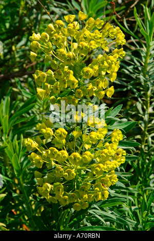 Green Spurge (Euphorbia Esula) in bloom in Spring in West Sussex, England, UK Stock Photo