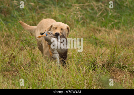 Yellow Labrador Retriever carrying a duck in a hunt test Stock Photo