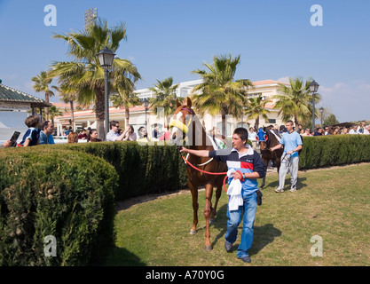 Mijas Costa del Sol Malaga Province Spain Showing the horses at the Mijas race track Stock Photo