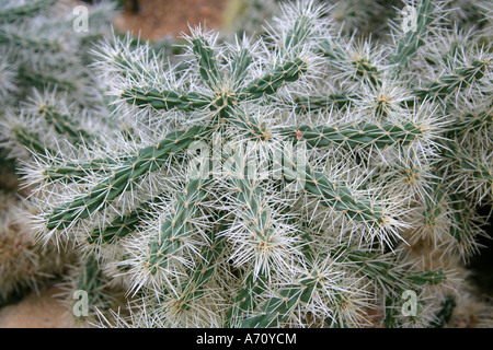 Abrojo, Clavellina, Coyonoxtle, Sheathed Cholla, Tencholote, Cylindropuntia tunicata, Cactaceae. North America.