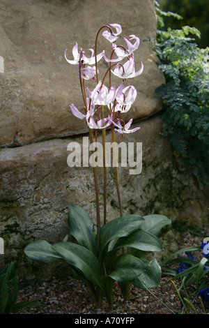 Hendersons Fawn Lily, Erythronium hendersonii Stock Photo