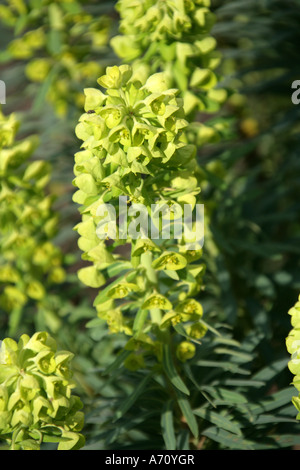 Spurge, Euphorbia characias, Euphorbiaceae Stock Photo