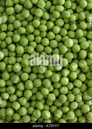 Peas - high end Hasselblad 61mb digital image Stock Photo