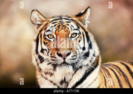 Sibirian tiger - portrait / Panthera tigris Stock Photo