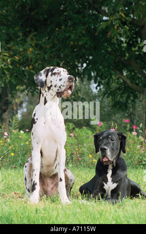 two Great Danes on meadow Stock Photo