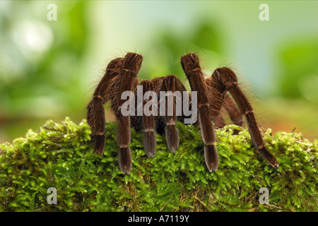 Goliath Birdeater (Theraphosa blondi), the largest spider in the world. Guyana Stock Photo