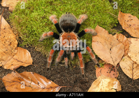 Mexican Fireleg, Mexican Rustleg Tarantula (Brachypelma boehmei) on moss Stock Photo