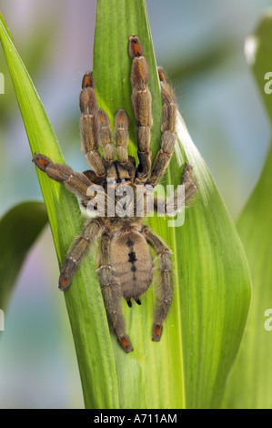 tarantula - bird-eating spider / Psalmopoeus cambridgei Stock Photo