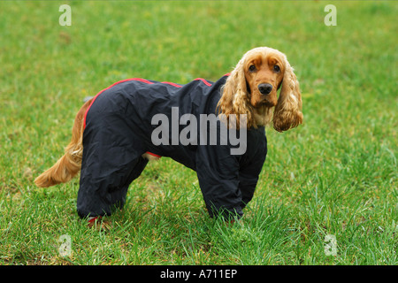 cocker spaniel raincoat