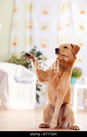 half breed dog giving paw Stock Photo