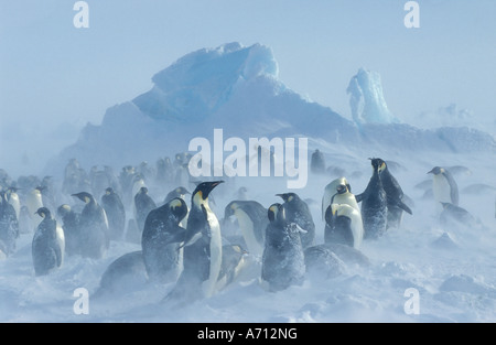 Emperor penguins (Aptenodytes forsteri) in snowstorm Stock Photo