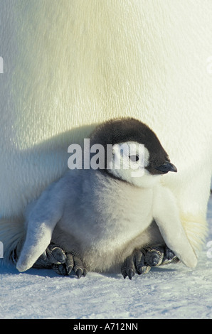 emperor penguin - cub / Aptenodytes forsteri Stock Photo