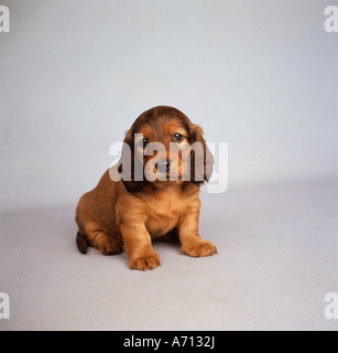 long haired dachshund puppy sitting frontal Stock Photo