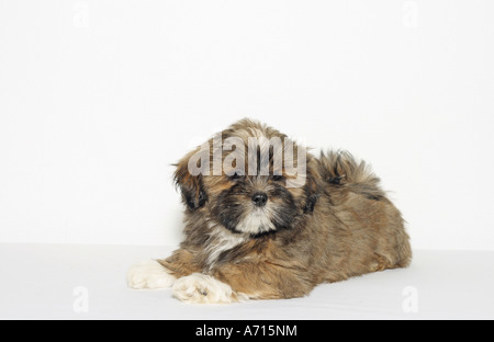 Lhasa Apso puppy (9 weeks) - lying lateral - cut out Stock Photo