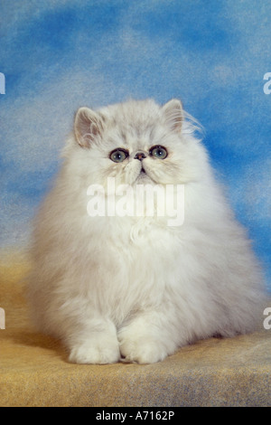 Persian cat. KItten  sitting, cut-out Stock Photo