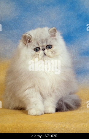 Persian cat. KItten  sitting, cut-out Stock Photo