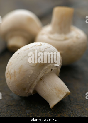 Button mushrooms Stock Photo