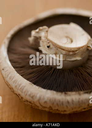 Portobello mushroom - high end Hasselblad 61mb digital image Stock Photo