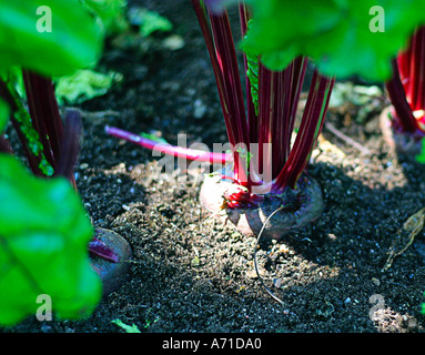 Beetroot Beta vulgaris ssp vulgaris v conditiva v rubra Chenopodiaceae Stock Photo