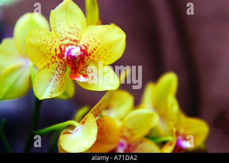 Yellow moth orchids Stock Photo