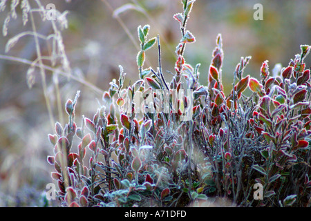 Blueberry plant in frost Stock Photo