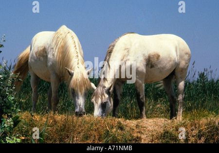 Camargue horse white horses grazing.  Ancient breed of semi-wild horses in the Rhone Delta 0f Provence France. Horses of the Grand Camargue. Equus Stock Photo