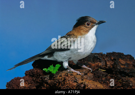 Chestnut-backed Bulbul. Chestnut Bulbul (Hemixos castanonotus Stock ...