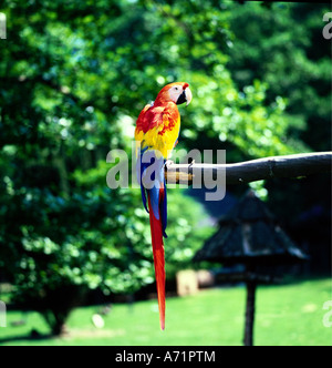 zoology / animals, avian / birds, Scarlet Ibis, (Eudocimus ruber ...