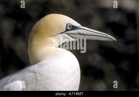 zoology / animals, avian / birds, Northern Gannet, (Sula bassana), detail: head and neck, distribution: coasts and islands of No Stock Photo