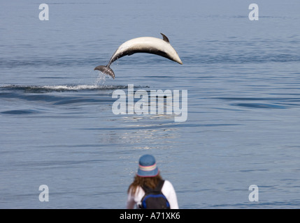 Bottlenose dolphin breaching in front of young woman Moray Firth near Inverness Scotland Stock Photo