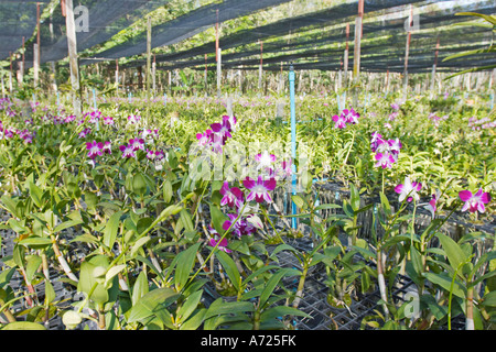 Orchid farm. Phuket, Thailand. Stock Photo