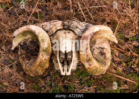 a rams skull and horns, Isle of Skye, scotland Stock Photo
