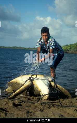 Loggerhead Sea Turtle trapped turtling loggerhead Miskito Coast Nicaragua Stock Photo