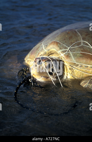 Loggerhead Sea Turtle trapped  and tangled in fish net Stock Photo