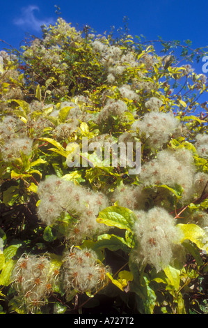 The fluffy autumn seeds of Old Mans Beard or Travellers Joy Stock Photo