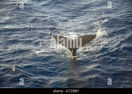 Aerial view of humpback whale tail Oahu Hawaii Stock Photo
