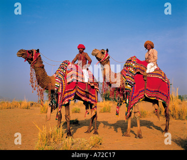 Ethnic Men Riding Camels in Jaipur Rajasthan India Stock Photo