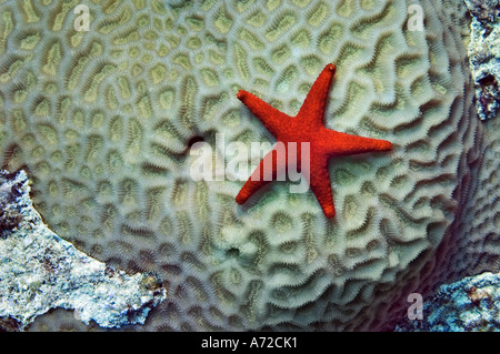 red starfish fromia elegans on hard coral Stock Photo