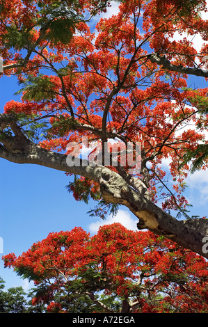 Royal poinciana tree in blossom Stock Photo