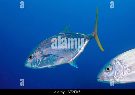 yellowspotted kingfish - jackfish Stock Photo