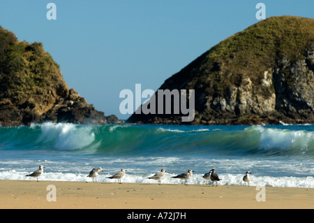 Zipolite - birds on the beach in the background a big wave - Mexico Stock Photo