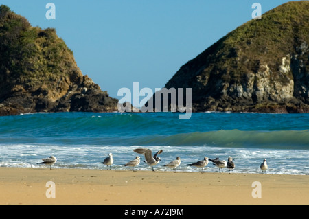 Zipolite - birds on the beach in the background a wave - Mexico Stock Photo